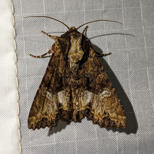 iNaturalist observation photo of Cutworm Moths and Allies