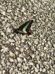 Graphium sarpedon nipponum