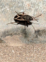 Malezonotus