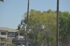 Parkinsonia