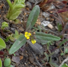 Erysimum cheiranthoides