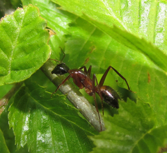 Camponotus samius