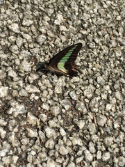 Graphium sarpedon nipponum
