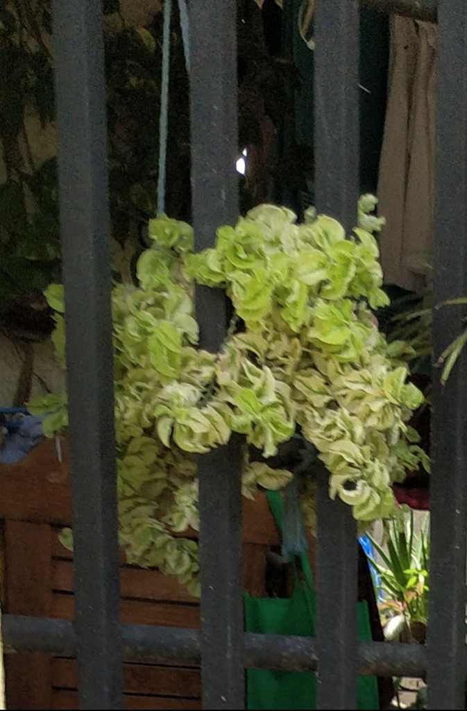 Euphorbia tithymaloides L. 2