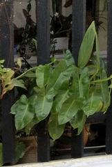 Philodendron burle-marxii