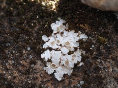 Squamarina lentigera