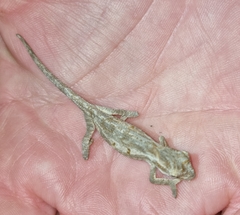 Bradypodion occidentale