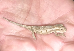 Bradypodion occidentale