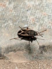 Malezonotus