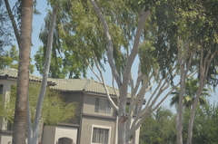 Populus