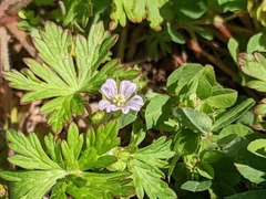 Geranium carolinianum carolinianum