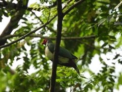 Ptilinopus jambu