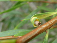 Teuchothrips disjunctus