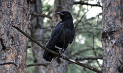 Corvus brachyrhynchos