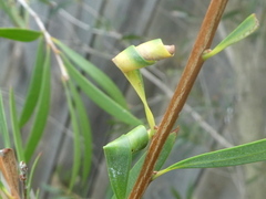 Teuchothrips disjunctus