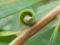 Teuchothrips disjunctus