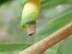 Teuchothrips disjunctus