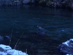 Hymenolaimus malacorhynchos