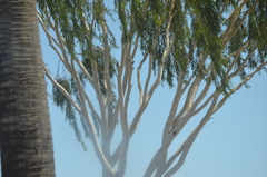 Populus
