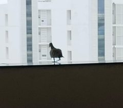 Columba livia domestica