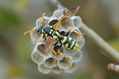 Polistes mongolicus