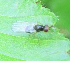 Diptera