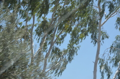 Populus