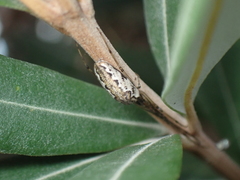Tetragnatha demissa