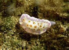 Chromodoris ambigua