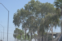 Populus