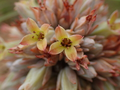 Kalanchoe montana