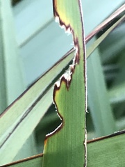 Ichneutica steropastis