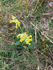 Primula veris