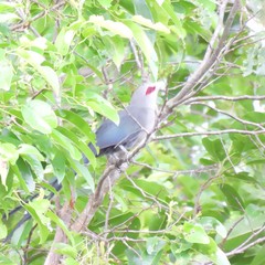 Phaenicophaeus diardi