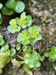 Chrysosplenium oppositifolium