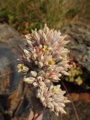 Kalanchoe montana