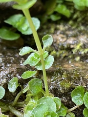 Chrysosplenium oppositifolium