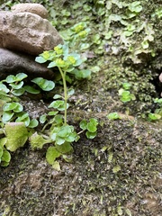 Chrysosplenium oppositifolium