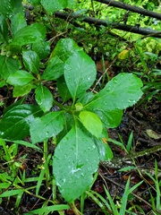 Impatiens walleriana