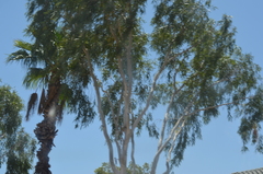 Magnoliopsida
