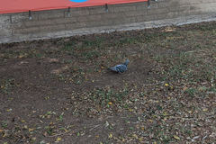 Columba livia domestica