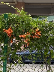 Pyrostegia
