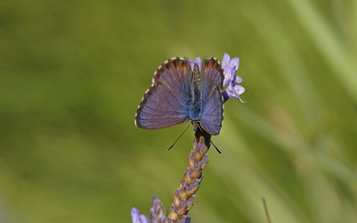 Canary Blue photo 3