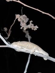 Bradypodion occidentale