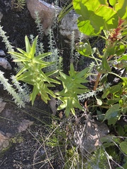 Osmitopsis asteriscoides