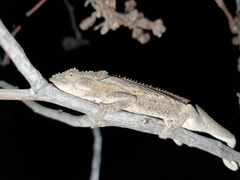 Bradypodion occidentale