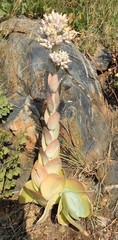 Kalanchoe montana