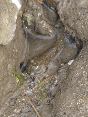 Periophthalmus modestus