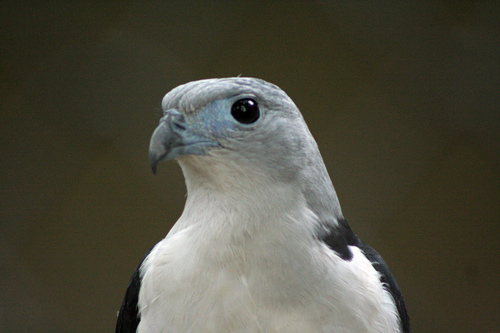 Grey-headed Kite