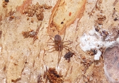 Scotospilus